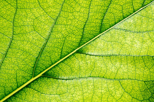 A close up view of a green leaf